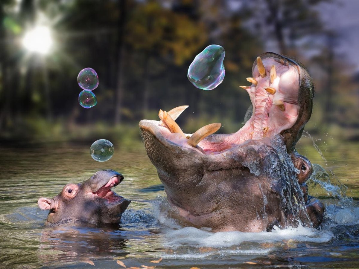Животные в воде
