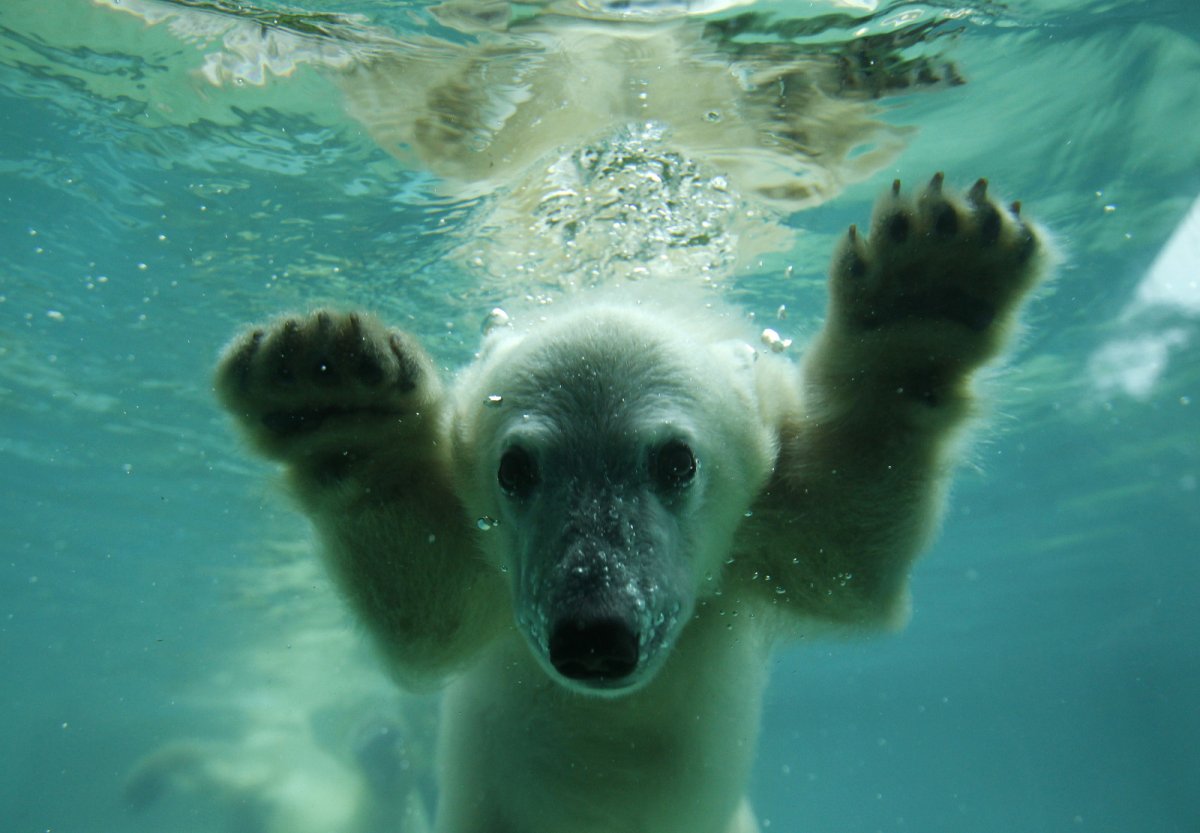 Белый медведь плавает под водой
