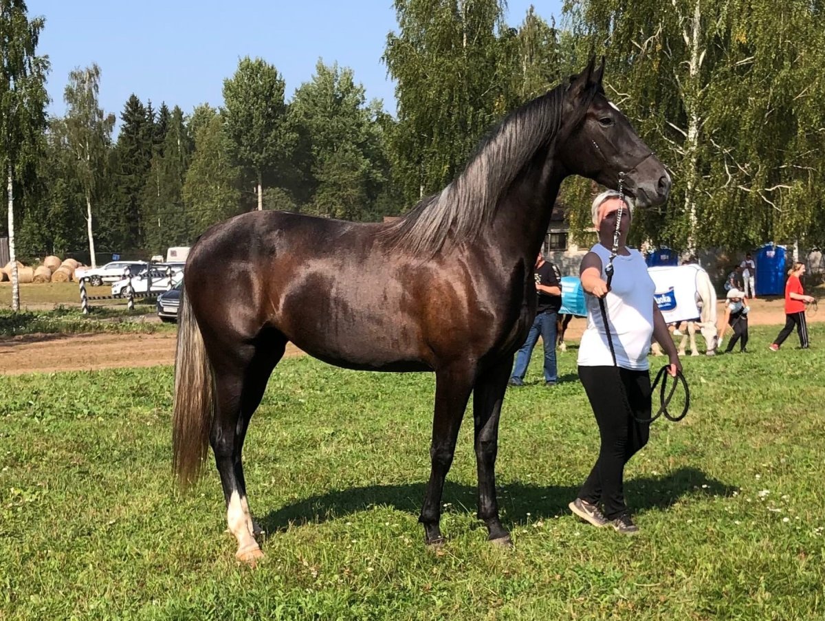 Самые красивые лошади