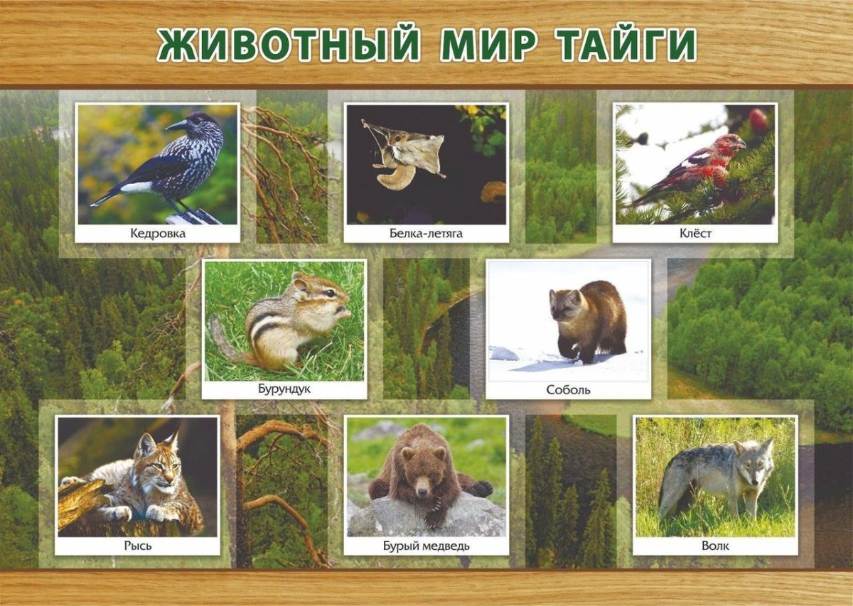 Природная зона Тайга животный мир