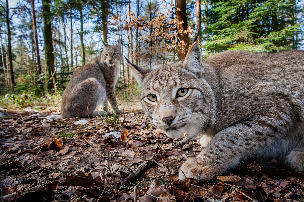 Lynx issiodorensis