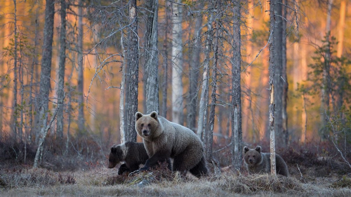 "Медведи в лесу" Kim Norlien