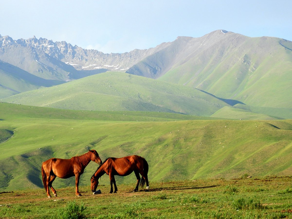 Табун лошадей в горах