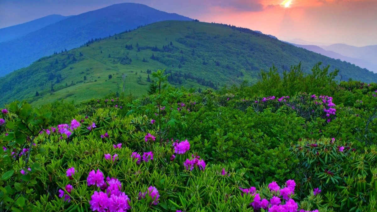 Роза Аппалачи