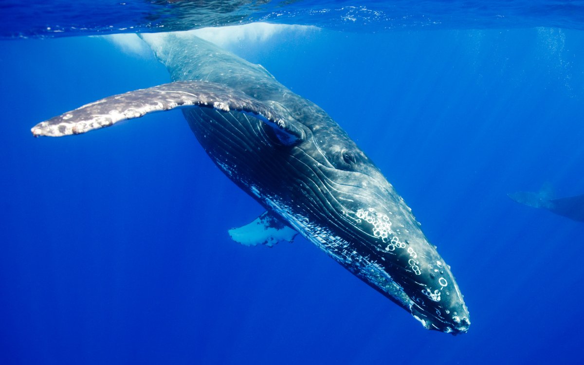 Голубой кит Balaenoptera musculus