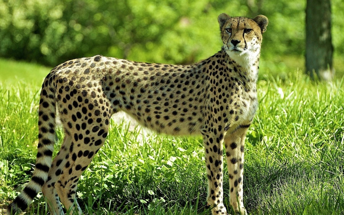 Dieffenbachia гепард (Cheetah)