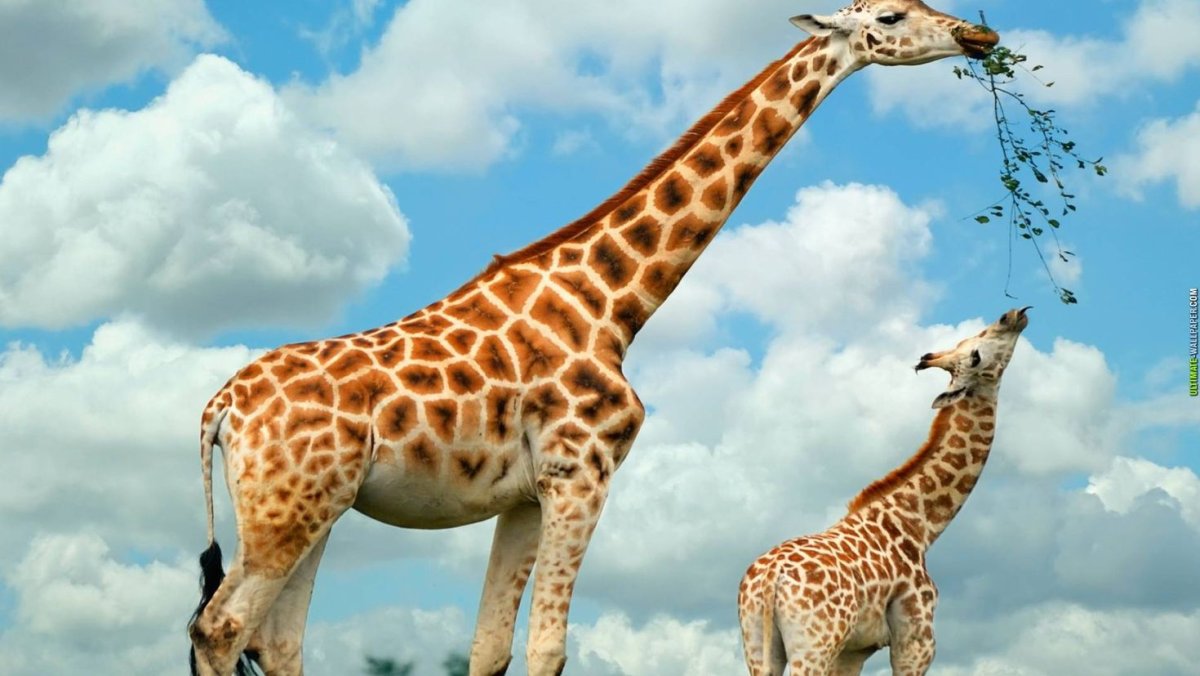 Giraffa Giraffa животные