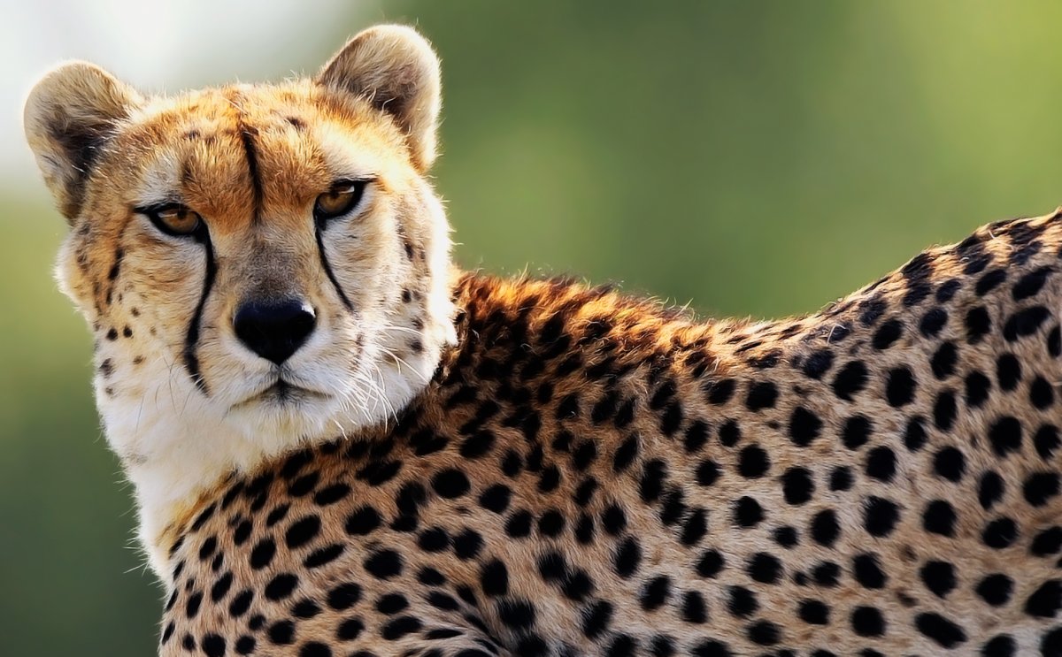 Cheetah (гепард)