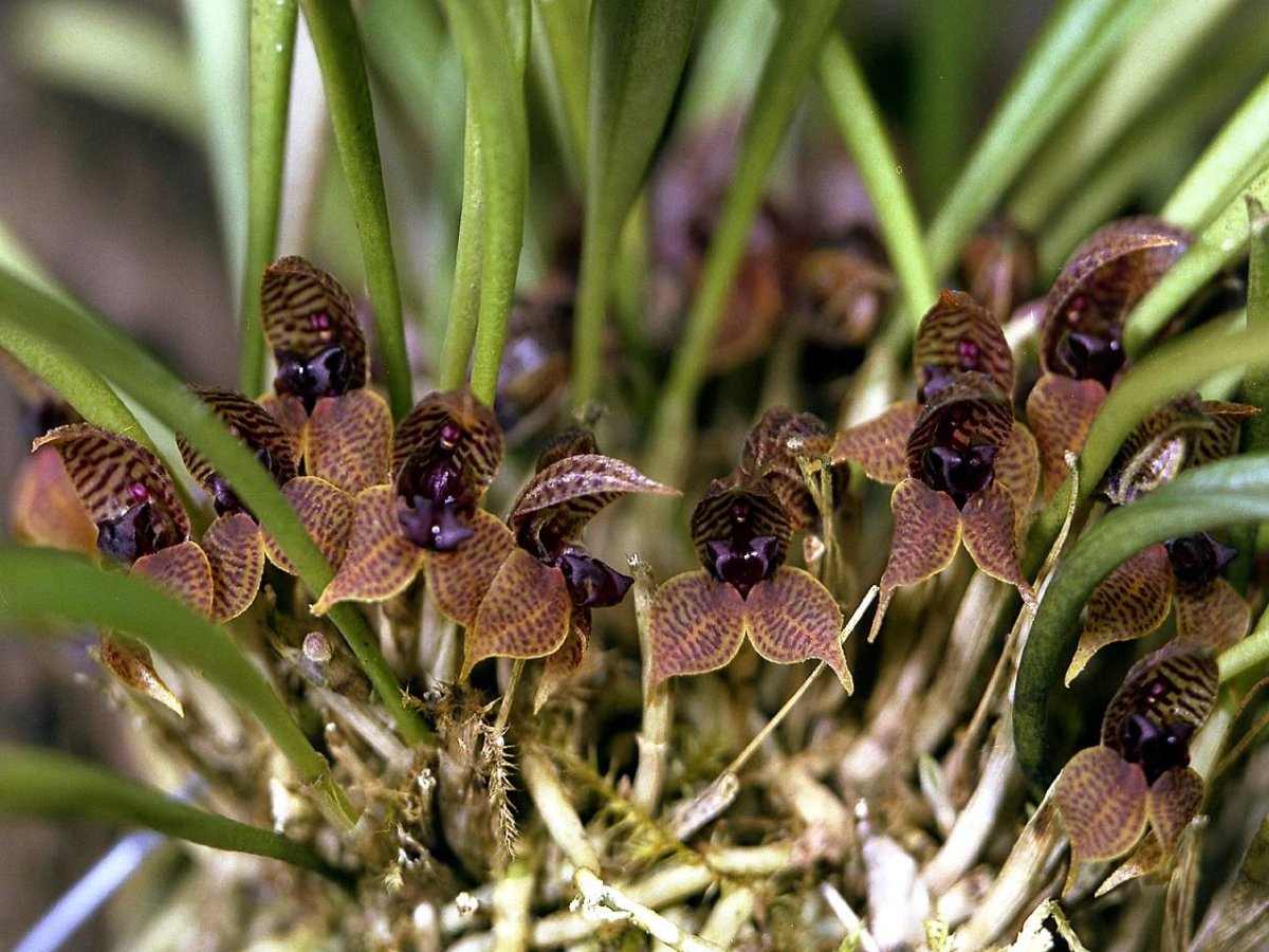 Dryadella cristata