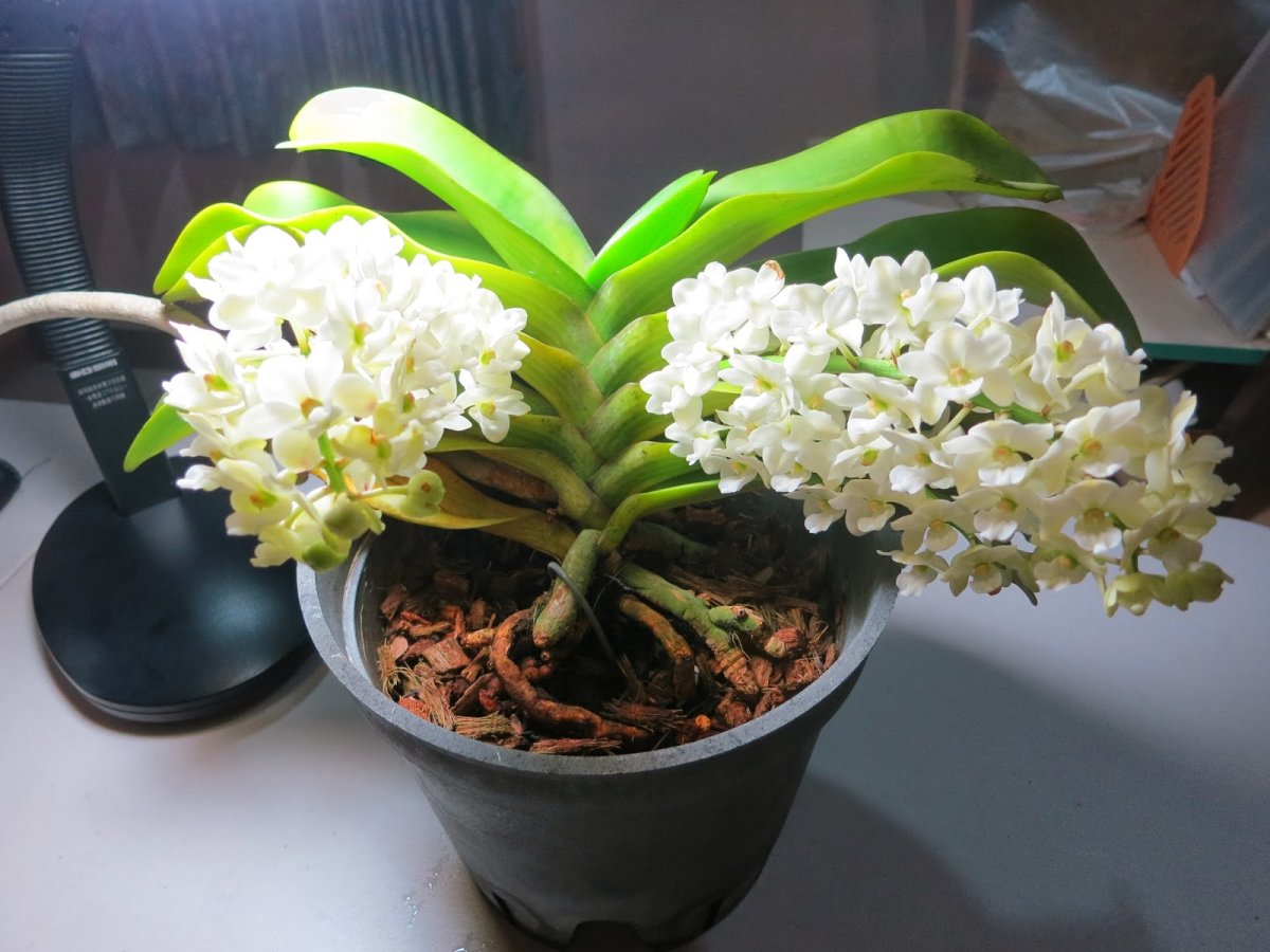 RHY. Gigantea, Alba