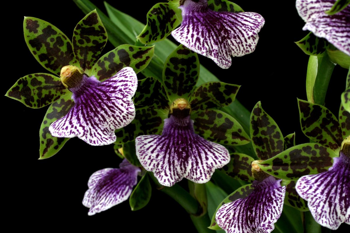 Zygopetalum растение