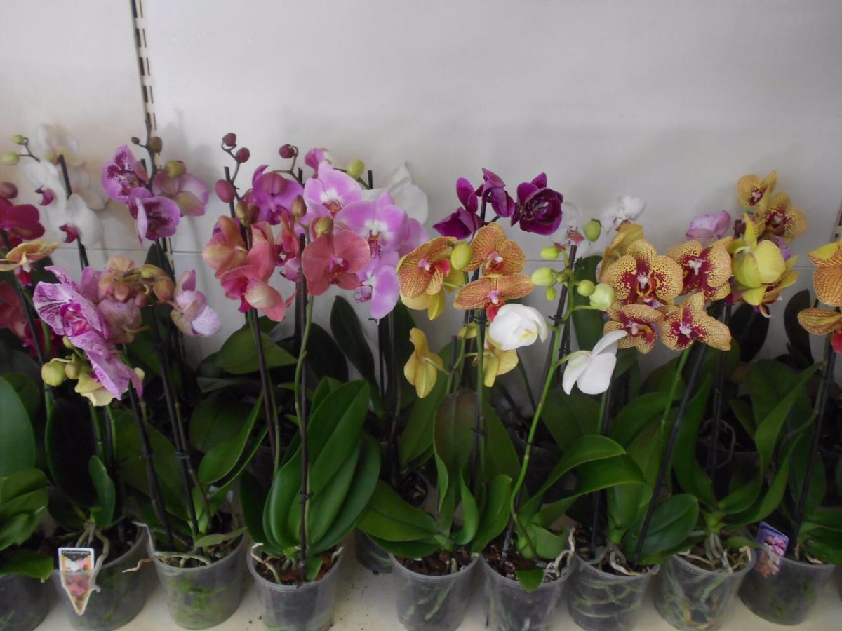 Lush Orchids Phalaenopsis