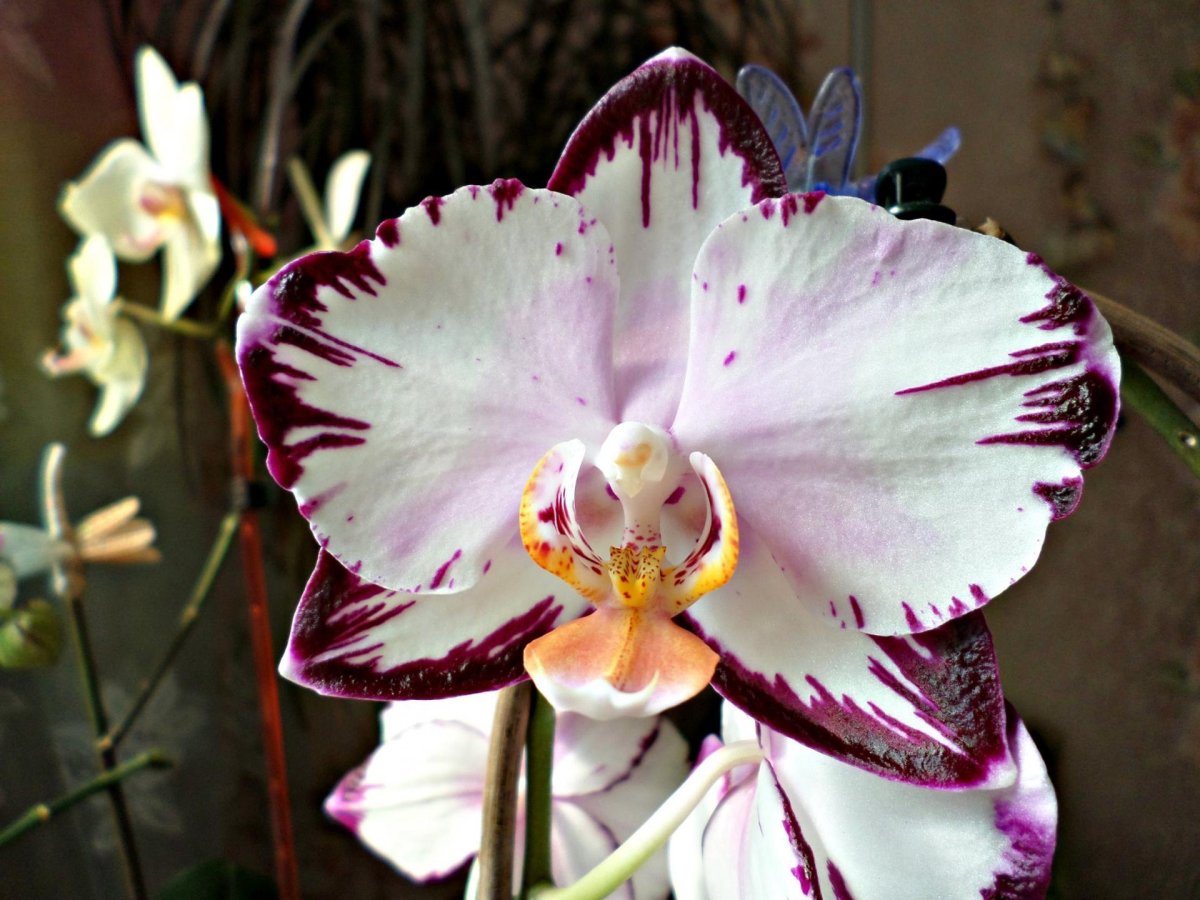 Орхидея Phalaenopsis ever Spring Prince