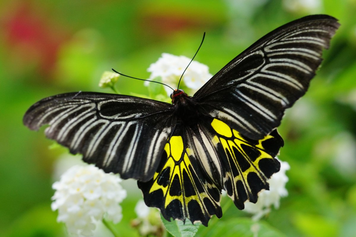 Troides rhadamantus (Золотая Птицекрылка)