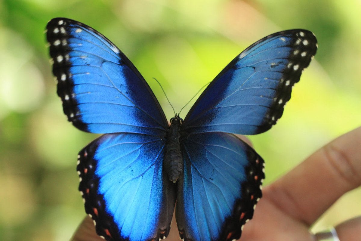 Morpho peleides самец