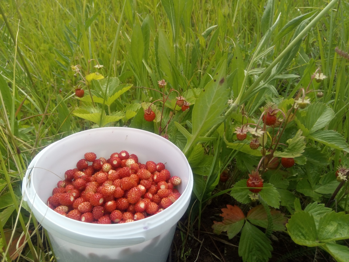 Fresh Harvest клубника