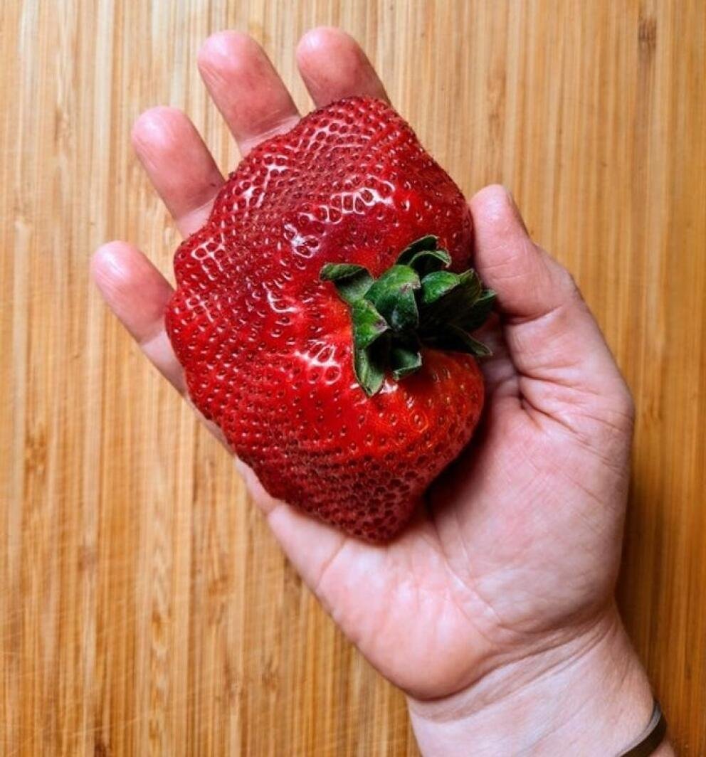 Самая большая клубника в мире