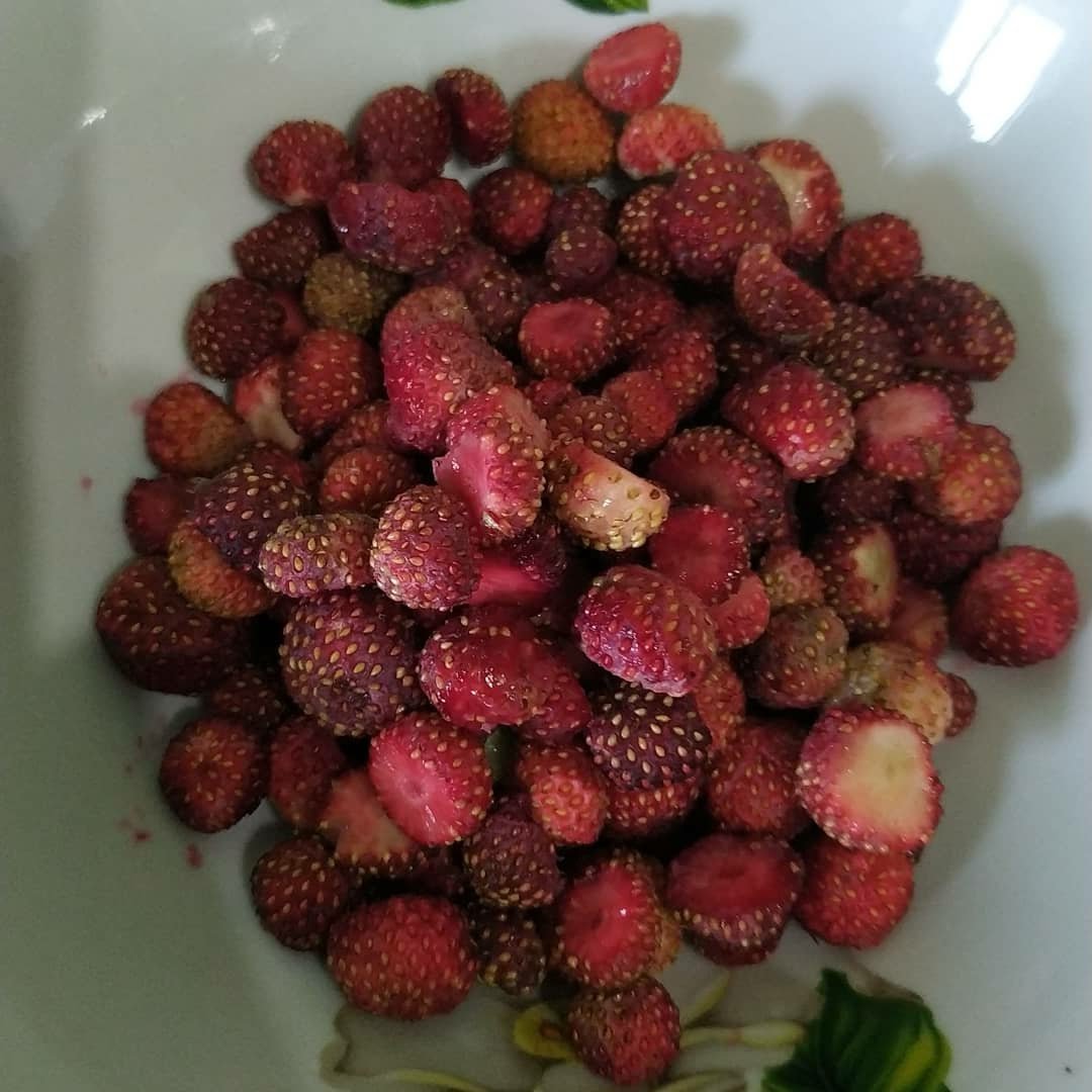 Клубника Полевая