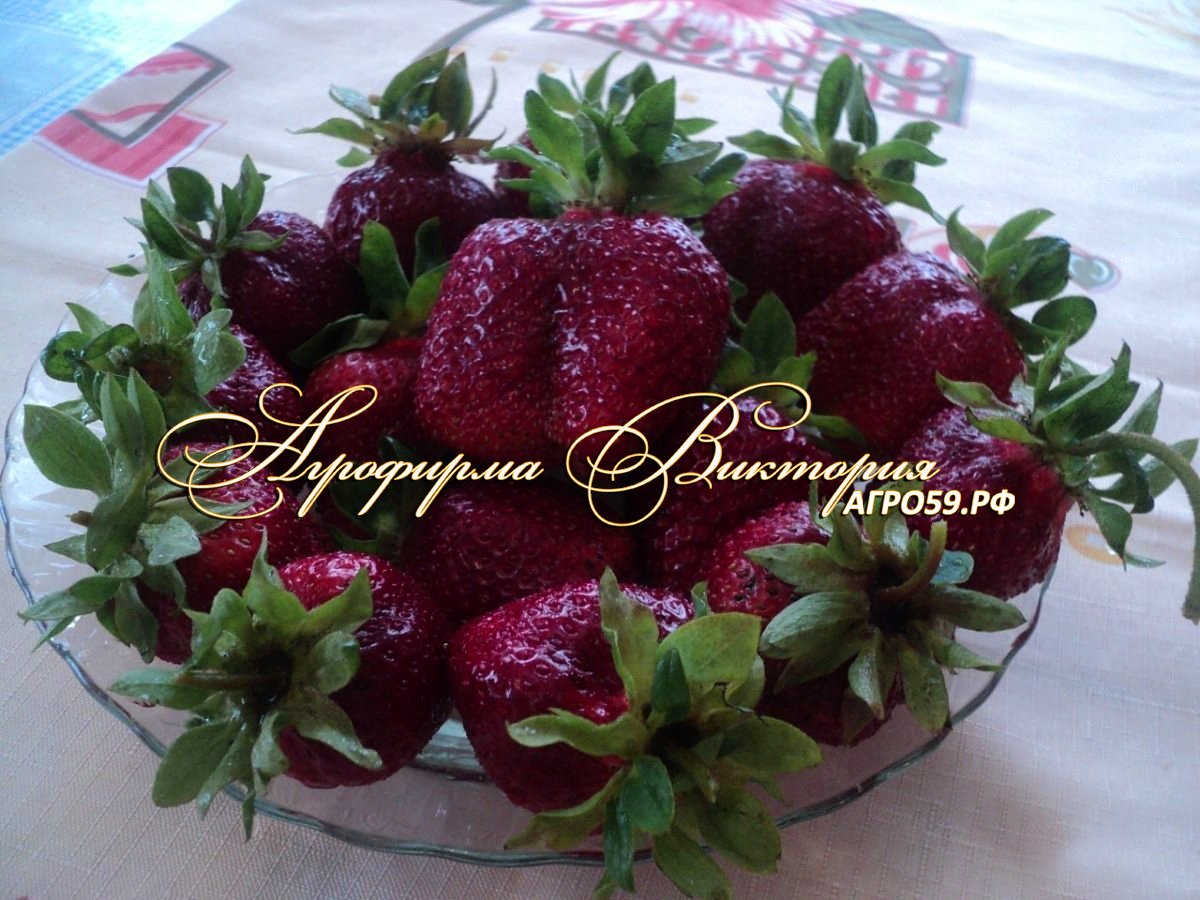 Сорт клубники Мальвина