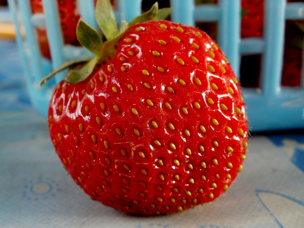 Клубника сорт гигант Джорнея