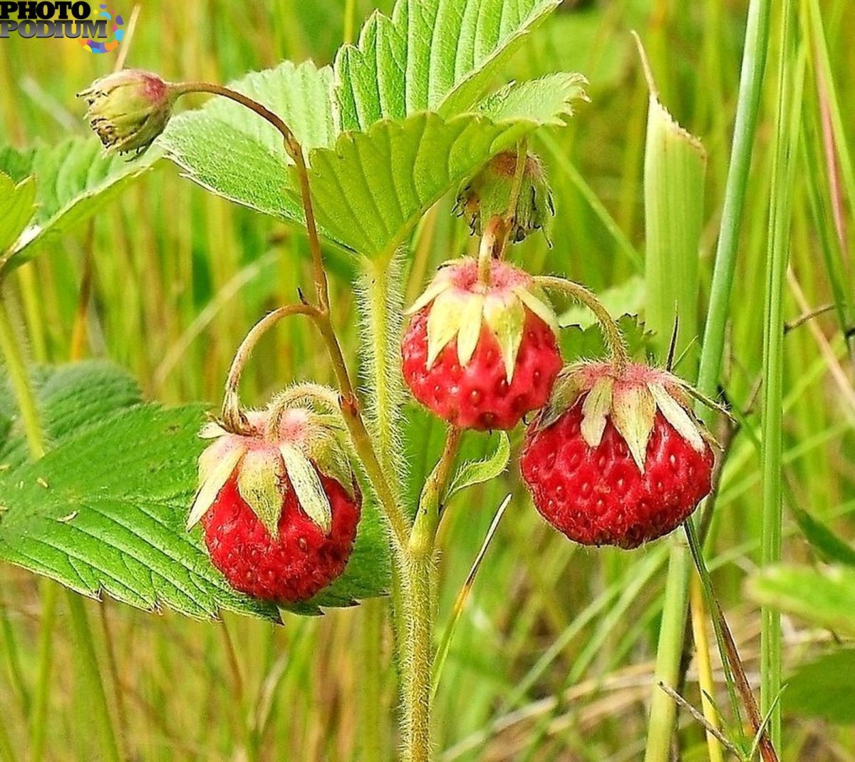 Дикая Лесная клубника