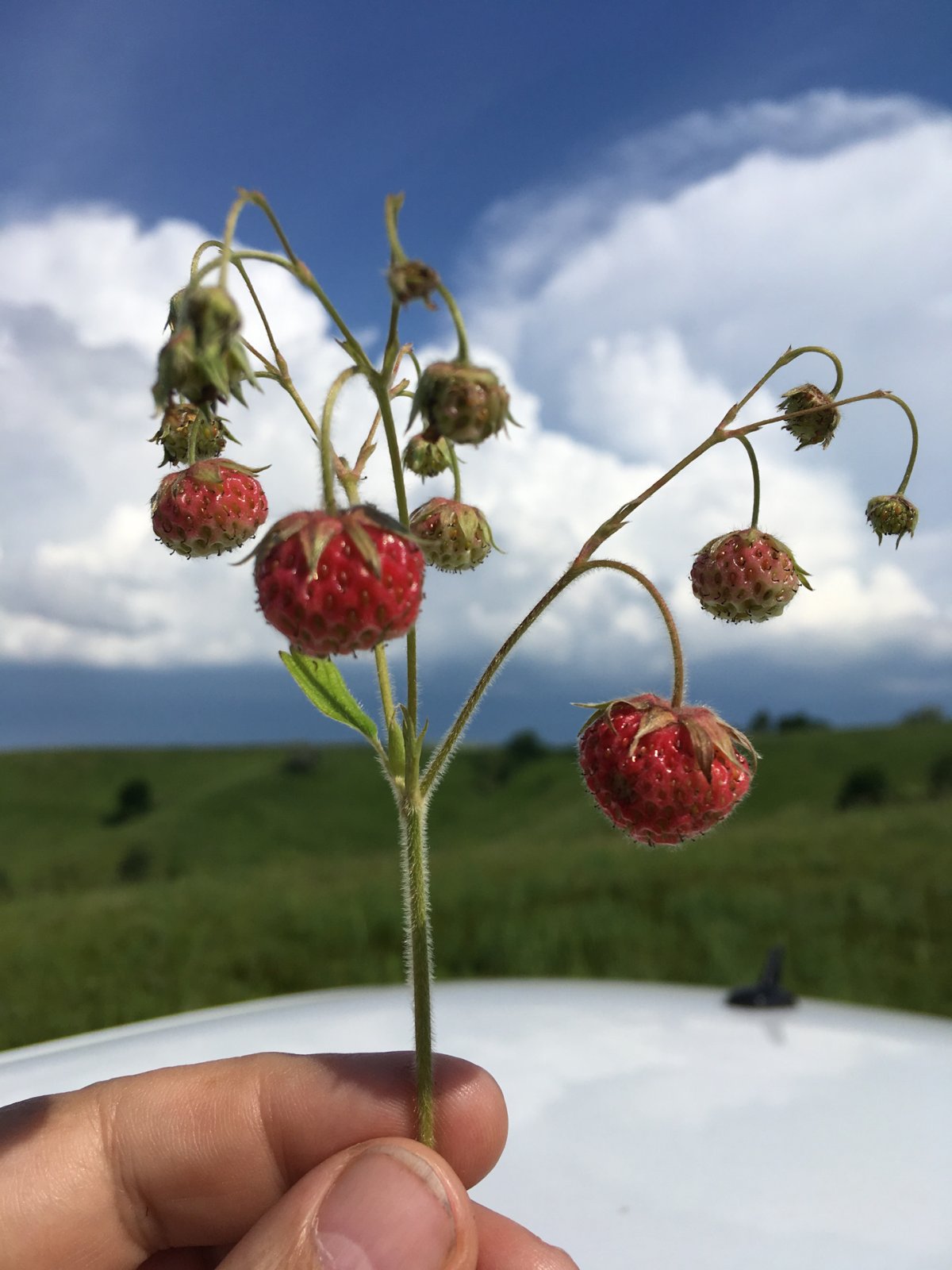Поляника (Полевая клубника)