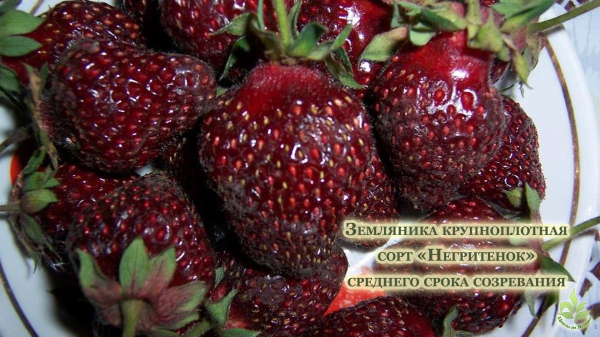 Виктория сорт Фестивальная