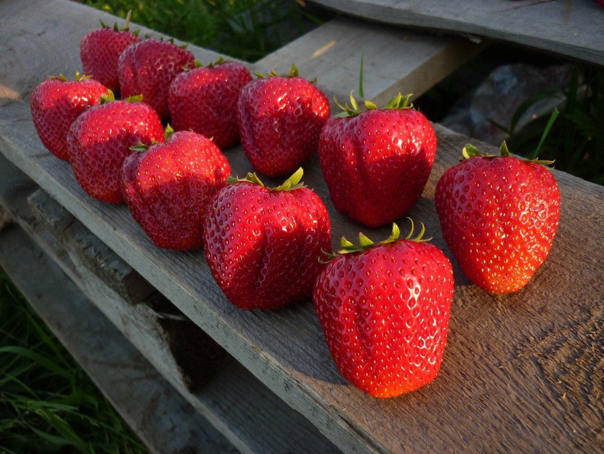 Земляника для конкурса