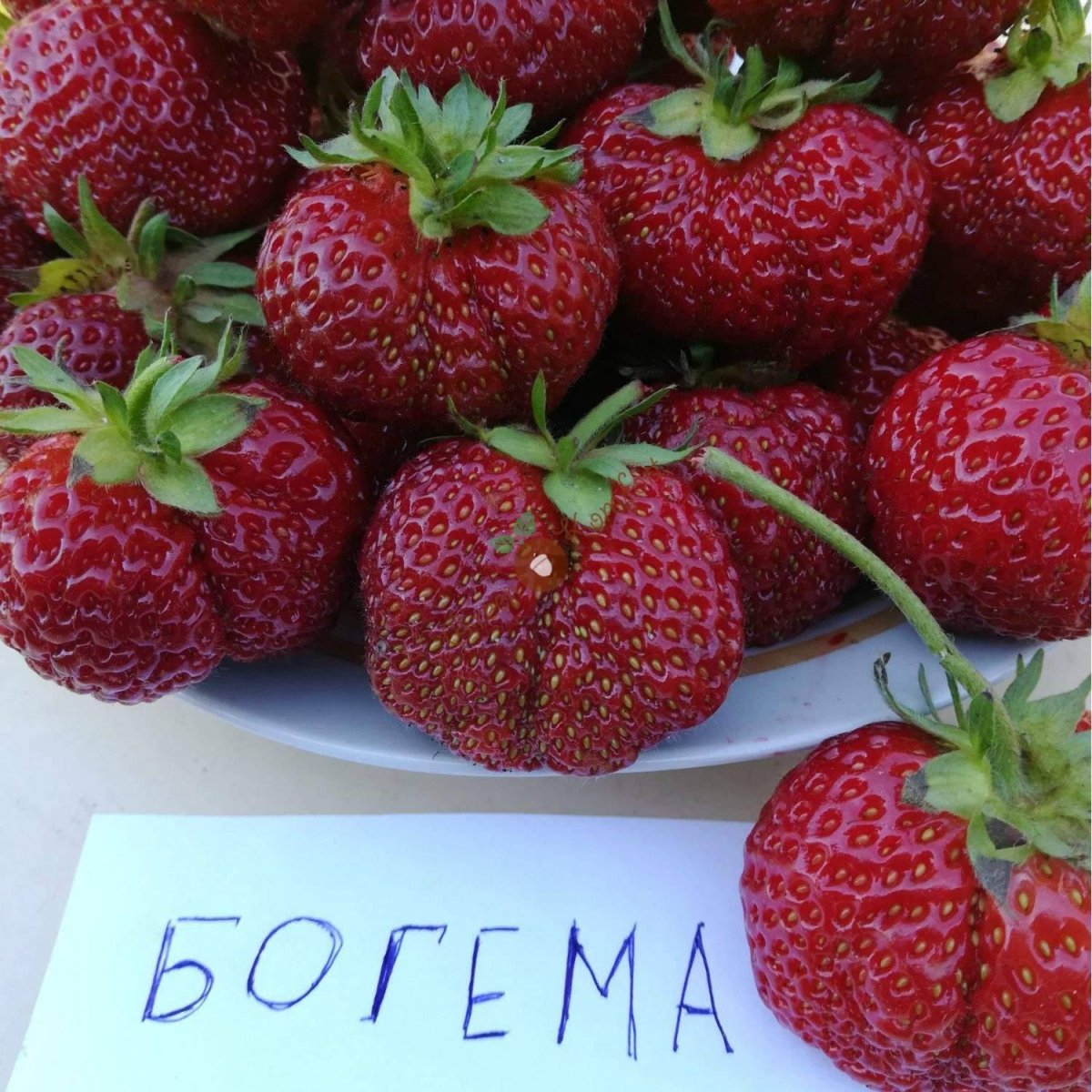 Клубника сорт Изабелла