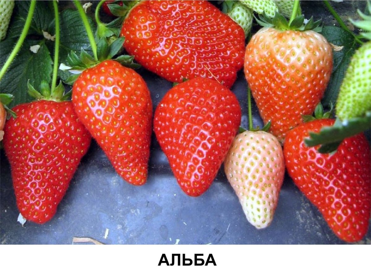 Сорт клубники Ольвия