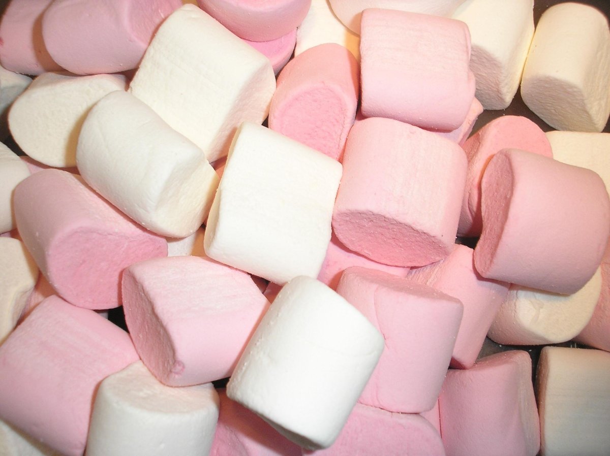 Растения Mashmallow растения зефир (Althaea officinalis)