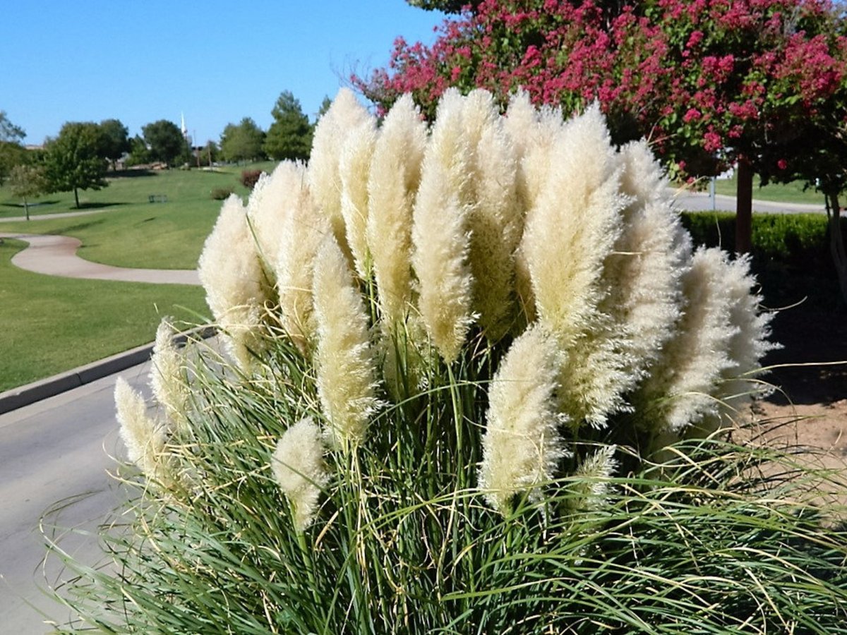 Pampas grass Bouquet