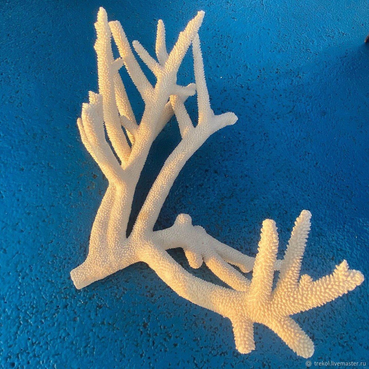 Кораллы и морские звезды