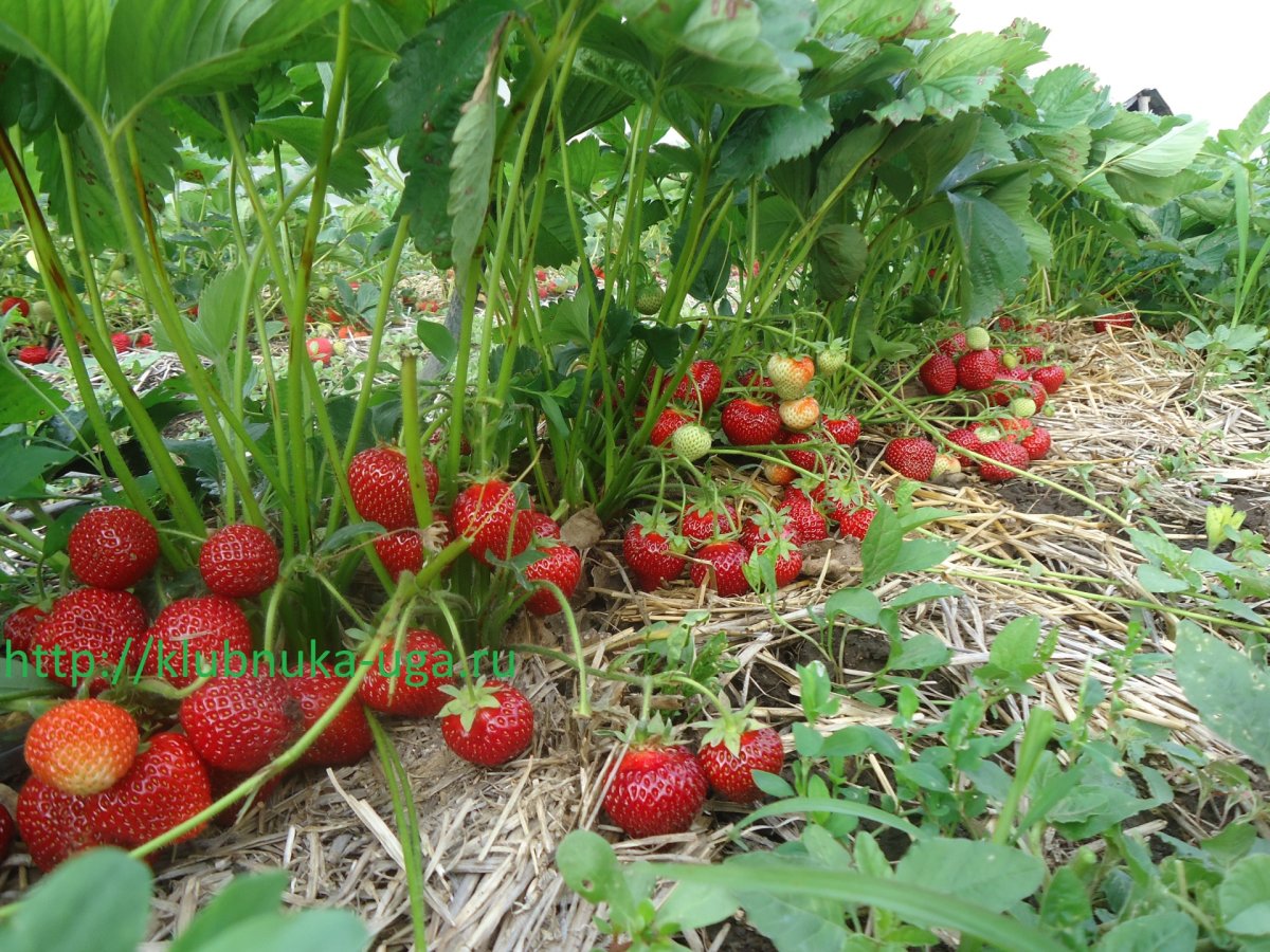 Десерт дед Мороз