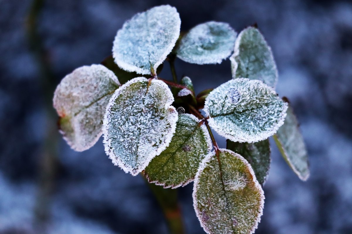 Strawberry with Snow