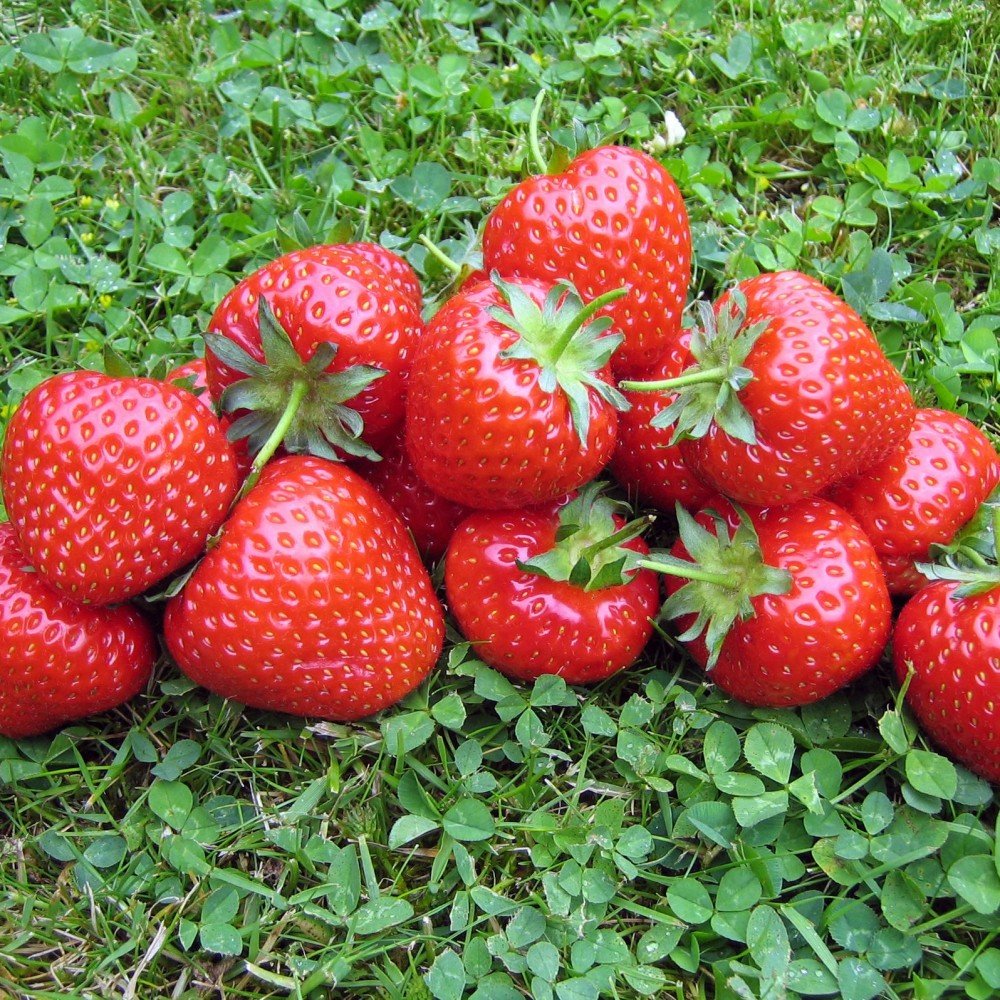 Клубника Fragaria ananassa