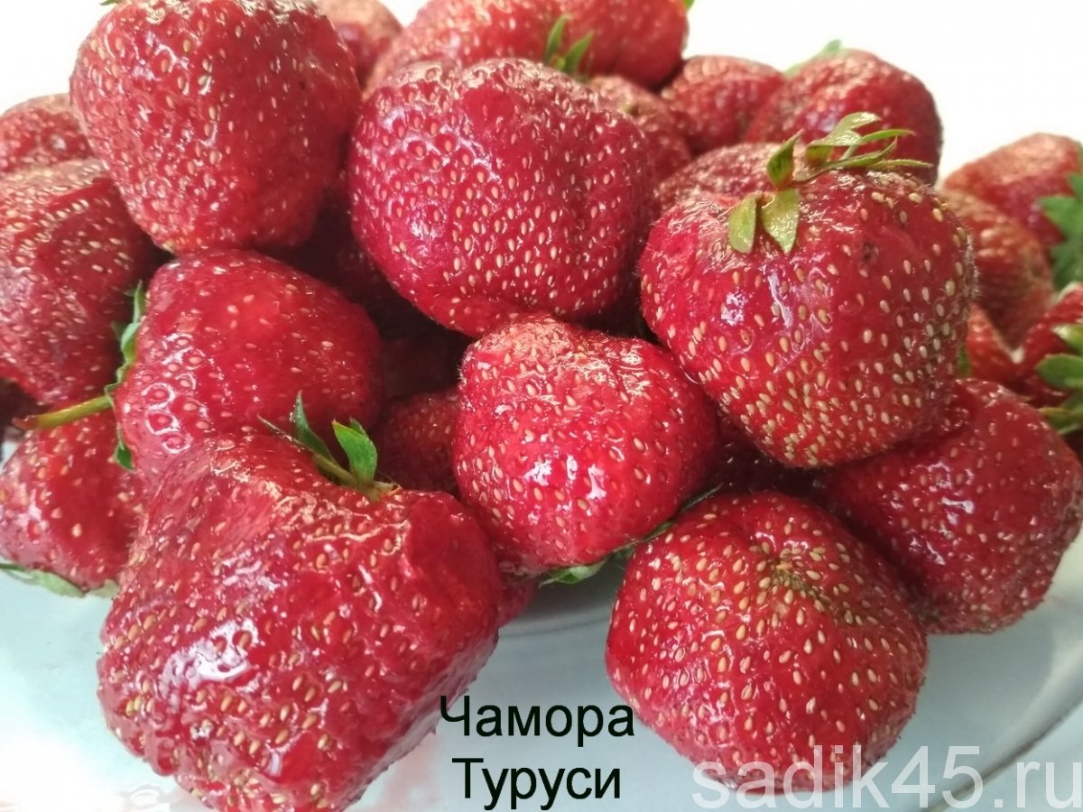 Клубника кэбот
