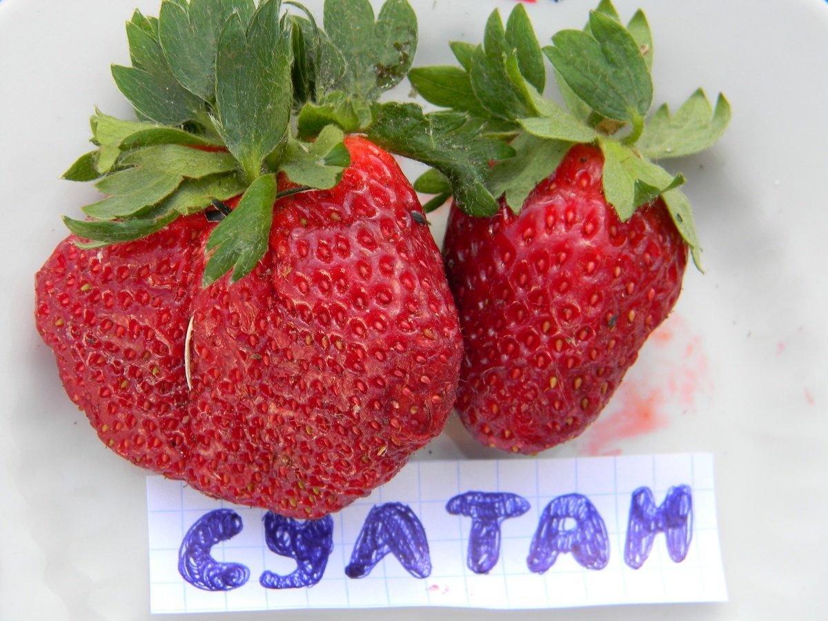 Клубника Славутич