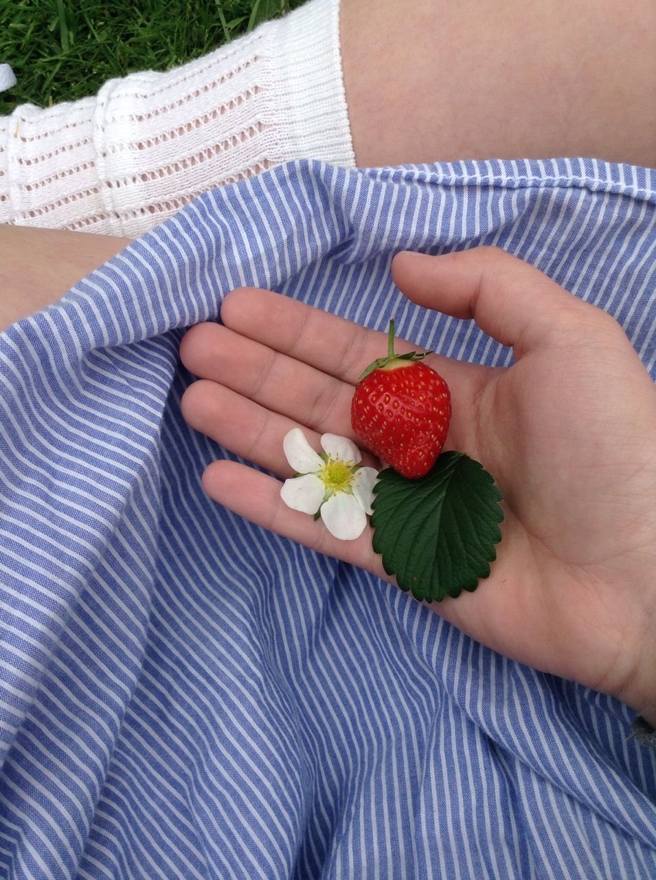 Клубника для инстаграмма