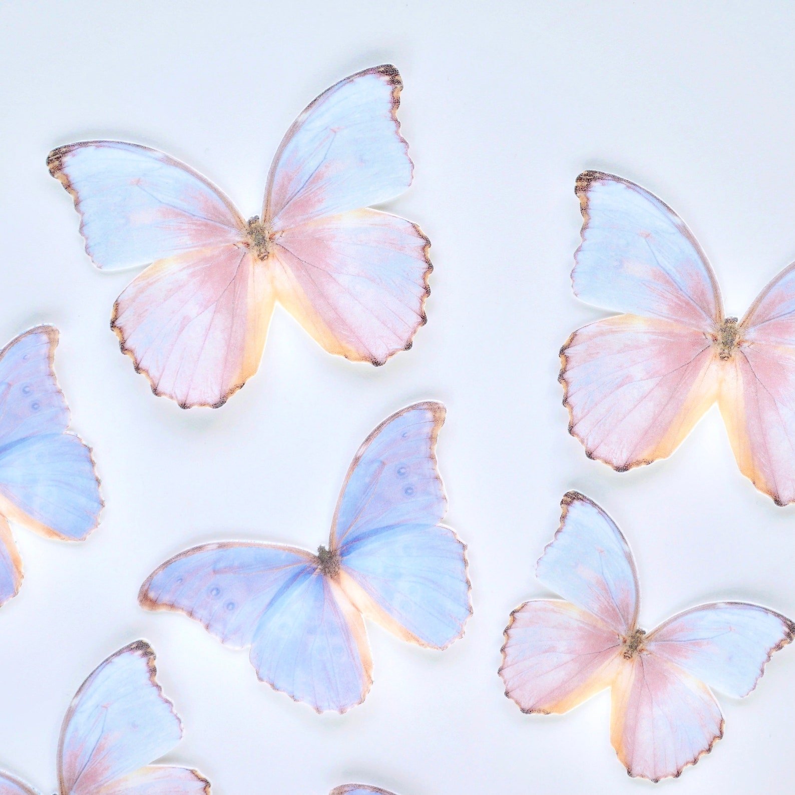 Купить вафельных бабочек. Бабочки из вафельной бумаги. Вафельные бабочки розовые. Вафельные бабочки сиреневые. Бабочки на вафельной бумаге.