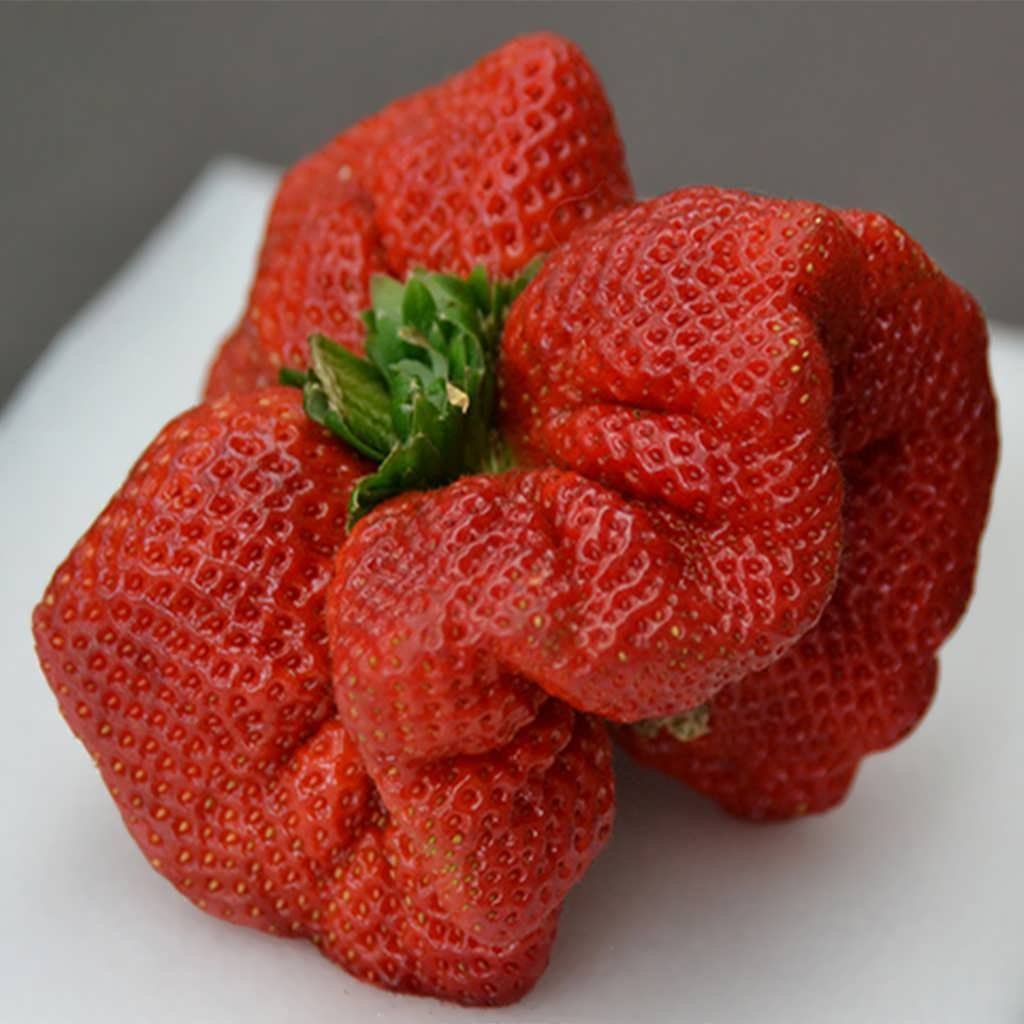 Самая большая клубника