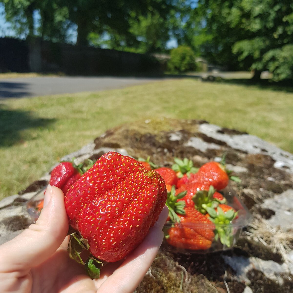 Самая огромная клубника