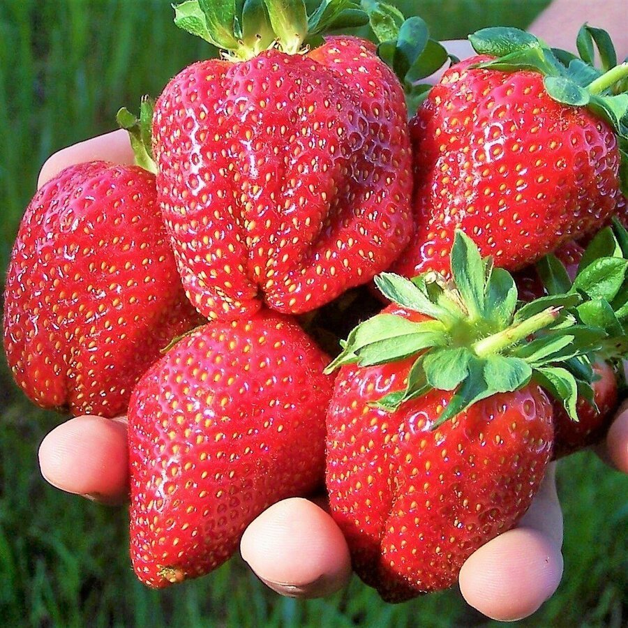 Музыкальная клубника