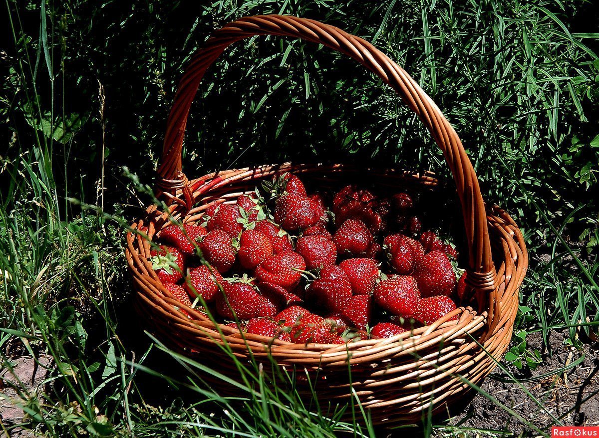 Сорт клубники Флорентина