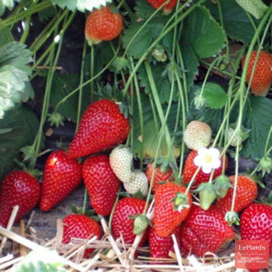 Плод клубники