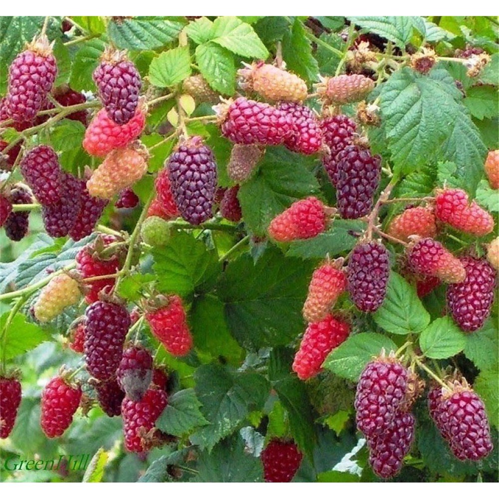Ежемалина - Rubus Tayberry