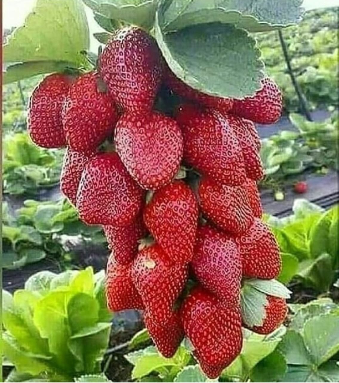 Земляника Садовая Мармолада