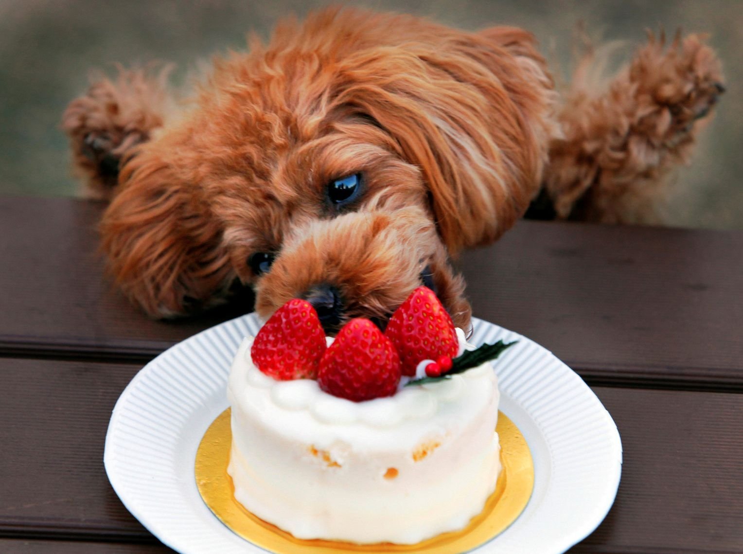Можно собакам клубнику. Тортики с собачками. Милые животные с тортиком. Сладкие собачки. Животные и еда.