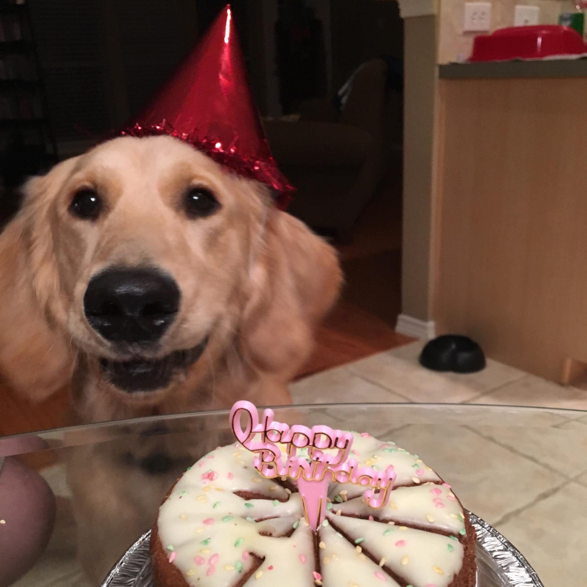 Собака празднует. День рождения собаки. Торт для собаки на день рождения. Торт с собакой. С днём рождения собачки.