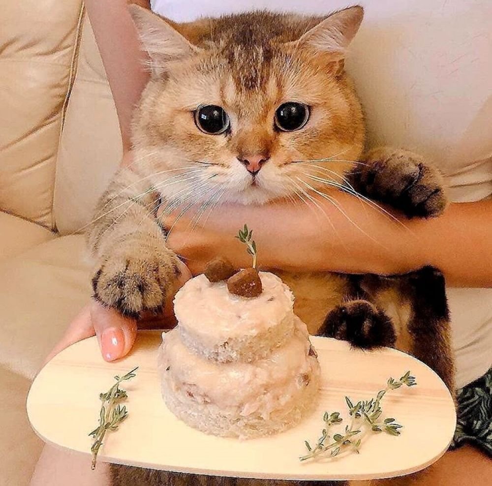 Торт с «кошками»